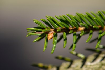 Picea orientalis  'Aureospicata'  - smrk východní - pupen